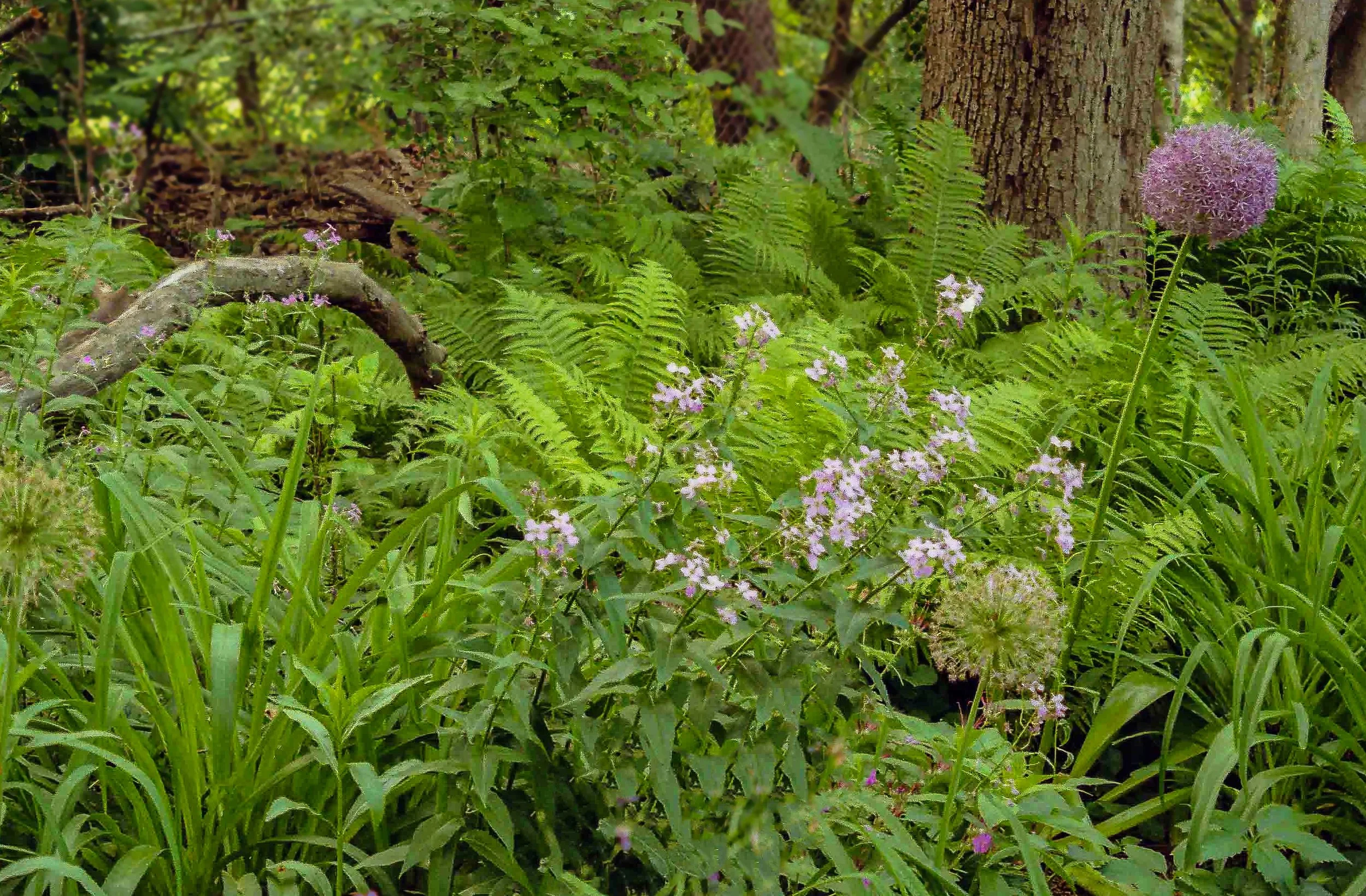 Minolta 125 camera review and Luminar Neo software — FERNS & FEATHERS